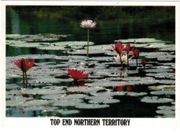 Water Lilies, Waterways, Northern Territory - Unused - Non Classés