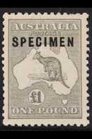 1923-24  £1 Grey Kangaroo, Overprinted "SPECIMEN", Large Part Gum, Shorter Perf At Top.. For More Images, Please Visit H - Autres & Non Classés