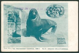 PENGUINS New Zealand - 13 FE 07 New Zealand International Exhibition Card No. 11 - 'Antarctic Life At Exhibition SEA-LIO - Autres & Non Classés