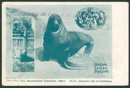 PENGUINS New Zealand - 13 FE 07 New Zealand International Exhibition Card No. 11 - 'Antarctic Life At Exhibition SEA-LIO - Other & Unclassified