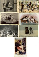 CATS Collection Housed In Three Photo Albums, Approx 100 Earlier Cards, Balance Modern Cards/photos Etc. (382) - Ohne Zuordnung