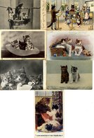 CATS Collection Housed In Three Photo Albums, Approx 100 Earlier Cards, Balance Modern Cards/photos Etc. (382) - Non Classés