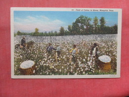 Black Americana  Field Of Cotton In Bloom  Memphis Tenn    Ref 3803 - Black Americana