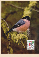 Finland, Animals, Birds, Bullfinch, Maksimum Carte - Maximum Cards & Covers