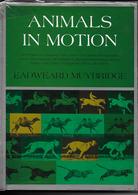 Animals In Motion - Eadweard Muybridge - Pré Cinéma - Dover Publications 1957 - Otros & Sin Clasificación