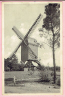 Kasterlee - Oude Standaard Molen - 1955 - Kasterlee