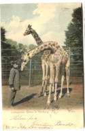 GIRAFES GIRAFFES GIRAFFEN In Zoo In Hamburg Farbelitho 1905 Gelaufen - Jirafas