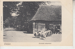 EMMEN - Drentsche Schapenstal ( Moutons )  PRIX FIXE - Emmen