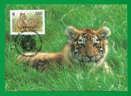 Russland / Russia 1993 Mi.Nr. 345 , Sibirischer Tiger / Siberian Tiger - WWF Official Maximum Card - Mockba 25-11-1993 - Cartoline Maximum