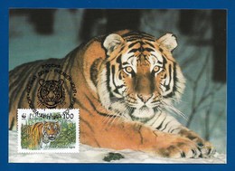 Russland / Russia 1993 Mi.Nr. 344 , Sibirischer Tiger / Siberian Tiger - WWF Official Maximum Card - Mockba 25-11-1993 - Maximum Cards