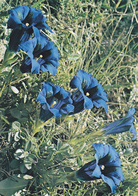 Slovenia, Encijan, Clusijev Svišč, (Gentiana Clusii) - Piante Medicinali