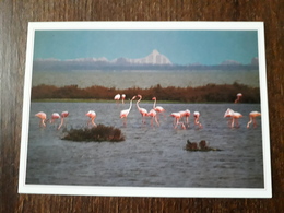 L22/1161 LITTORAL LANGUEDOCIEN . LES ETANGS LE TERRITOIRE DES FLAMANTS ROSES - Languedoc-Roussillon