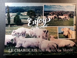 LE CHAROLAIS 1 VIANDE DU MONDE - Taureaux