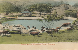 Grand Ance Watering Pond Grenada Hand Colored Undivided Back - Grenada