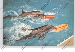 DELFINE - DOLFINARIUM HARDERWIJK - Dauphins