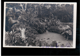 CONGO BELGE Leopoldville Garden 1946 Old Photo Postcard - Kinshasa - Léopoldville