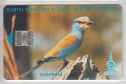 GAMBIA BIRDS KINGFISHER - Uccelli Canterini Ed Arboricoli