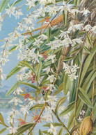Postcard - Art - Marianne North - The Turong Or Pigeon Orchid In Borneo And A Purplebrown Borneo 1880 - New - Malerei & Gemälde