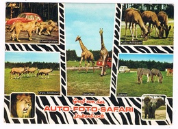 D-10388   HOLTE-STUKENBROCK : Senne-Grosswild-Safari ( Zoo, Dierentuin) - Guetersloh