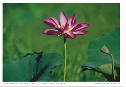 Australien AK South Alligator River Blume Nelumbo Nucifera - Uluru & The Olgas