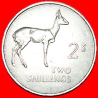 + GREAT BRITAIN: ZAMBIA ★ 2 SHILLINGS 1964 REEDBUCK! LOW START ★ NO RESERVE! - Zambia