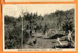 OLI068, Burgdorf, Wildpark, Dam, Daim, Edelwild, Parc Animalier Sauvage, 2548, Trüb, Circulée 1912 - Trub