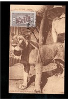 SOUDAN Nr 1161 Un Lion 1929 Old Postcard - Sudan