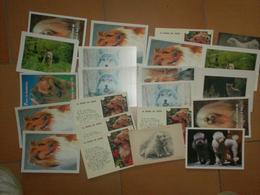 CAB0082 ANIMAUX Lot De 20 Cartes : CHIEN / LOUP (beaucoup De Vierges) - 5 - 99 Postcards