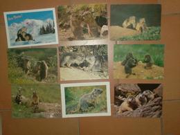 CAB0085 ANIMAUX Lot De 9 Cartes : Marmotte (beaucoup De Vierges) - 5 - 99 Postcards