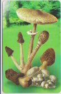 SAN MARINO - 080 , 081 , 082 - MUSHROOM - SET OF 3 CARDS - MINT - San Marino