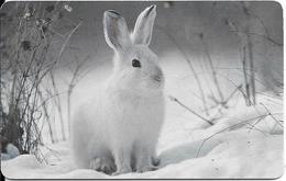 CARTE-PUCE-ALLEMAGNE-2002-10€-LAPIN Dans La NEIGE--TBE - Kaninchen