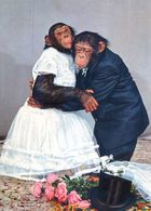 Singes Humanisés - Mariage - Singes