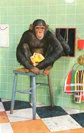 Singes Humanisés - Salle De Bain , Tabouret - Singes