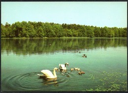 D2479 - TOP Lobetal Hoffnungstaler Anstalten Am Melchensee - Bild Und Heimat Reichenbach - Bernau