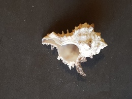 FILIPPINE Mm.55 - Seashells & Snail-shells