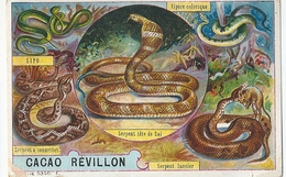 Chromos Cacao Revillon  Les Serpents Sipo Serpent à Sonnettes Tête De Roi Vipère Colérique Serpent Lancier - Revillon