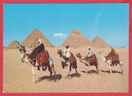 CP- EGYPTE - GIZA - Gizeh -Chameliers Près Des Pyramides - Animation *SUP** 2 SCANS - Assuan