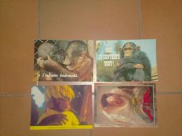 CAB0089 Animaux Lot De 4 Cartes : Singes - 5 - 99 Postcards