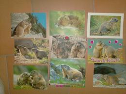 CAB0092 Animaux Lot De 27 Cartes Vierges : MARMOTTE - 5 - 99 Postcards