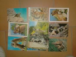 CAB0093 Animaux Lot De 27 Cartes Vierges : MARMOTTE - 5 - 99 Postcards