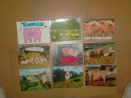 CAB0098 Animaux Lot De 9 Cartes COCHON, Porc, Certaines Avec Humour - 5 - 99 Postcards