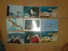 CAB0106 Oiseaux Lot De 9 Cartes Mouette - 5 - 99 Cartes