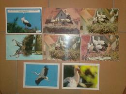 CAB0107 Oiseaux Lot De 8 Cartes Cigogne  Alsace, Humour - 5 - 99 Cartes