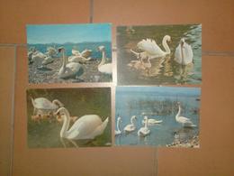 CAB0111 Oiseaux Lot De 4 Cartes Vierges Cygne - 5 - 99 Cartes