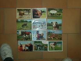 CAB0115 Animaux Lot De 12 Cartes : Vache + Humour - 5 - 99 Cartes