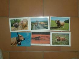 CAB0117 Animaux Lot De 6 Cartes : Vache (toutes  Vierges) - 5 - 99 Cartes