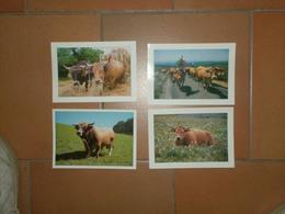 CAB0119 Animaux Lot De 4 Cartes : Vache (toutes  Vierges) - 5 - 99 Cartes