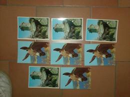 CAB0126 Animaux Lot De 8 Cartes Vierges Anes Corses - 5 - 99 Cartes