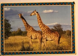 Carte Timbrée Giraffes Girafes - Zimbabwe