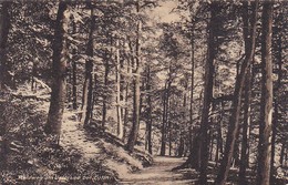 AK Eutin - Waldweg Am Ugleisee - Tuck's Postkarte - Ca. 1910/20 (46611) - Eutin
